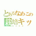 とあるなめこの栽培キット（んふんふ）