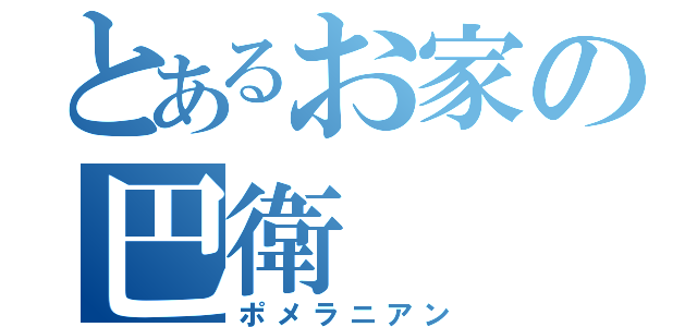 とあるお家の巴衛（ポメラニアン）