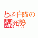 とある白猫の爆死勢（スピリット）