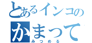 とあるインコのかまって（みつめる）