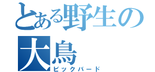 とある野生の大鳥（ビックバード）