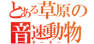 とある草原の音速動物（チーター）