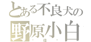 とある不良犬の野原小白（吳佳潓）