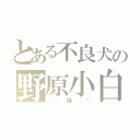 とある不良犬の野原小白（吳佳潓）