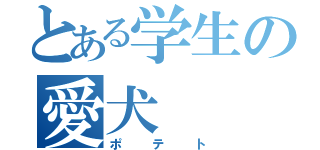 とある学生の愛犬（ポテト）