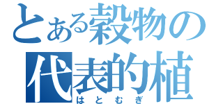 とある穀物の代表的植物（はとむぎ）