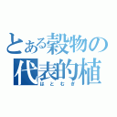 とある穀物の代表的植物（はとむぎ）