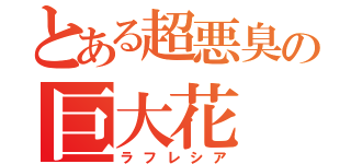 とある超悪臭の巨大花（ラフレシア）