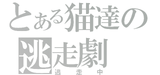 とある猫達の逃走劇（逃走中）