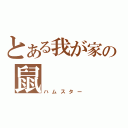 とある我が家の鼠（ハムスター）