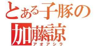 とある子豚の加藤諒（アオアシラ）