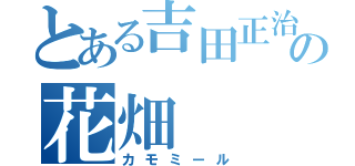 とある吉田正治の花畑（カモミール）