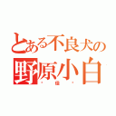 とある不良犬の野原小白（吴佳潓）