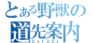 とある野獣の道先案内（こっ↑ここ↓）