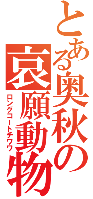 とある奥秋の哀願動物（ロングコートチワワ）