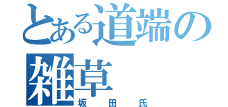 とある道端の雑草（坂田氏）