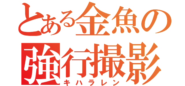 とある金魚の強行撮影（キハラレン）