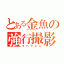 とある金魚の強行撮影（キハラレン）