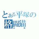 とある平塚の格闘猫（山猫）