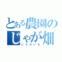 とある農園のじゃが畑（じゃがいも）