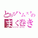 とあるハムスターのまく巻き（マフラーちゃん）