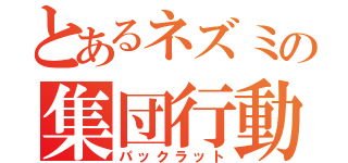 とあるネズミの集団行動（パックラット）