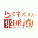 とあるネズミの集団行動（パックラット）