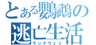 とある鸚鵡の逃亡生活（ランナウェイ）