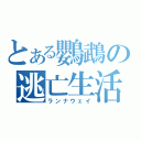 とある鸚鵡の逃亡生活（ランナウェイ）