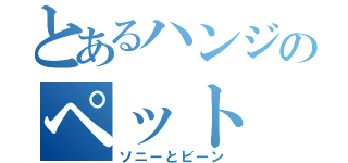 とあるハンジのペット（ソニーとビーン）