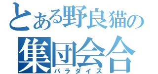 とある野良猫の集団会合（パラダイス）