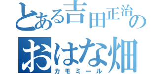 とある吉田正治のおはな畑（カモミール）