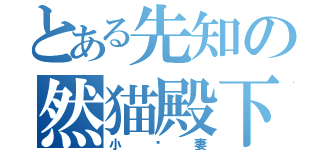 とある先知の然猫殿下（小贤妻）