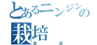 とあるニンジンの栽培（生活）