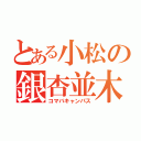 とある小松の銀杏並木（コマバキャンパス）