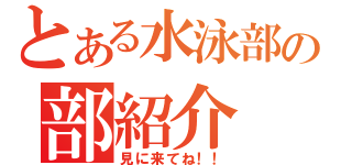 とある水泳部の部紹介（見に来てね！！）