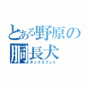 とある野原の胴長犬（ダックスフント）