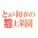 とある初春の頭上菜園（ハナバタケ）