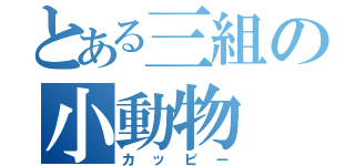 とある三組の小動物（カッピー）