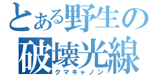 とある野生の破壊光線（クマキャノン）