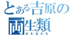 とある吉原の両生類（かえるたち）