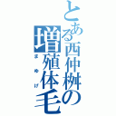 とある西仲桝の増殖体毛（まゆげ）