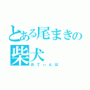 とある尾まきの柴犬（おてぃんば）