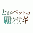 とあるペットの黒ウサギ（メロくん）