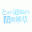 とある道端の春紫雑草（ハルジオン）