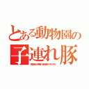 とある動物園の子連れ豚（部員は休んだら外周走れ（自分は途中でバイキング行く））