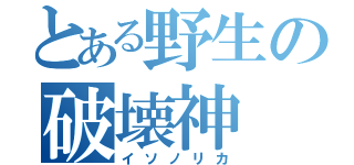 とある野生の破壊神（イソノリカ）