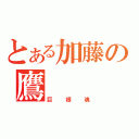 とある加藤の鷹（巨根魂）