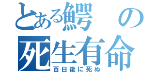 とある鰐の死生有命（百日後に死ぬ）