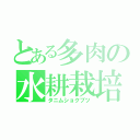 とある多肉の水耕栽培（タニムショクブツ）